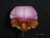 Paph. charlesworthii